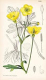 Ranunculus Psilostachys Balkan Botany Flower Botany Lithograph Curtis 9188