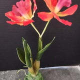 Vintage Cattleya Orchid  W/O pot Silk Flowers Plants RED/ORANGE