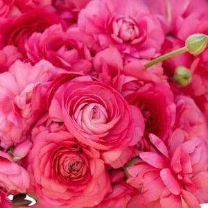 Ranunculus Amandine "Bonbon" corms | Large double flowers, hot pink buttercups, French origin, perennial plant