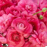 Ranunculus Amandine 