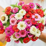 Thumbelina Dwarf Zinnia Mix Seeds | Heirloom Annual Flower | Zinnia Elegans | 25+ seeds | Organic Bedding Flower