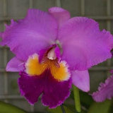 Rlc Irene Holguin 'Brown Eyes' fragrant cattleya orchid hybrid. Classic lavender cattleya clone.