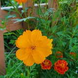 Marigold Tangerine Dream Seeds