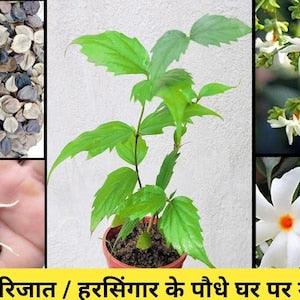 EasySeeds? Parijat, Harsingar, Night Jasmine Flower, Nyctanthes arbor-tristis, Coral Jasmine, Tree of Sorrow, Queen of the night Seeds