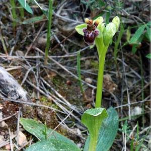 Rare 1 bulb ophrys bombyliflora