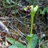 Rare 1 bulb ophrys bombyliflora