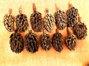 12 Southern Magnolia Seed Pods Cones for Arts and Crafts Crafting Colonial Wmsbg