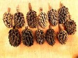 12 Southern Magnolia Seed Pods Cones for Arts and Crafts Crafting Colonial Wmsbg