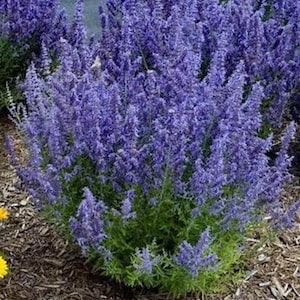 Hyssop Officinalis. Pollinators garden/ plants/ flowers. Perennial. Bees , butterflies. 50 seeds