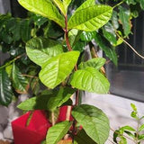 GVA-2 "Single Guava Rooted Live Plant In nice Plastic Pot"