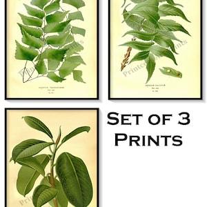 Vintage Green Leaves Rubber Plant Antique Botanical Illustration Plates Set of 3 Art Prints