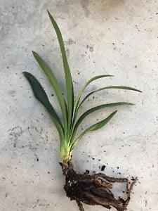 Clivia Miniata Bush Lily Bare Root Live Plant Orange Ready To Plant No Flower