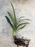 Clivia Miniata Bush Lily Bare Root Live Plant Orange Ready To Plant No Flower