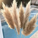 6/8PC Natural Dried Pampas Grass Reed Flower Bunch Wedding Bouquet Xmas Decor