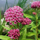 Rose Swamp Milkweed - Asclepias incarnata - Rare 'Plant' Seeds - Swamp Milkweed, Rose Milkweed, Pink Milkweed, Marsh Milkweed,Butterfly Weed