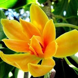 Champak Magnolia / Jade Orchid Tree - Magnolia Champaca / Michelia Champaca - Rare Plants Seeds - Fragrant Himalayan Champaca, Red-Yellow