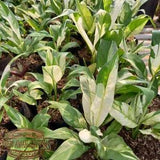 Spathiphyllum Peace Lily Variegated Free Phytosanitary