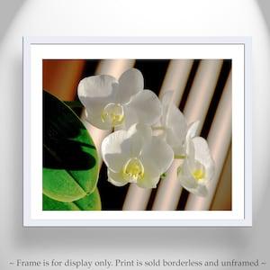 Orchid Flower Wall Art with Framed Canvas Option