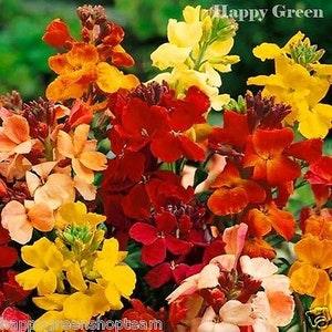 Wallflower - MY FAIR LADY - 300 seeds - Cheiranthus cheiri - Biennial flower