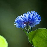 Bachelor Button Seeds , Tall Blue Flower Seeds,