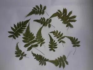 Real Pressed Greenery Fern Leaves For Art Crafts Card Making Art Decoration