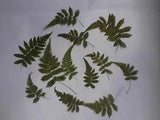 Real Pressed Greenery Fern Leaves For Art Crafts Card Making Art Decoration