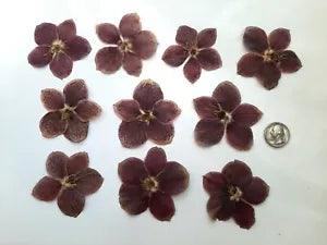 10 Pressed Dried Lenten Rose Flowers