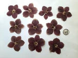 10 Pressed Dried Lenten Rose Flowers
