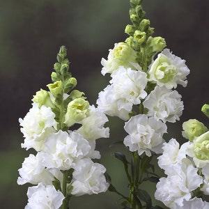Snapdragon "Twinny White" seeds (Anthirrhinum majus) | Double flowering dwarf variety