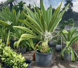 Crinum Lily Variegated Live Plant~Giant Crinum Asiaticum Spider Lily 12 to 15"
