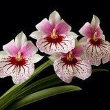 Pink Miltonia Orchid Print Pansy Orchid Photo Miltonia Orchid Picture Miltonia Miltonia Orchid Poster Wall Art Miltonia Orchids Photograph