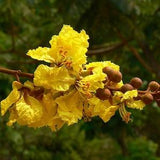 30 Seeds - Yellow Flame Tree-Rare Tropical - Peltophorum pterocarpum - yellow poinciana, Copperpod, Golden Flamboyant
