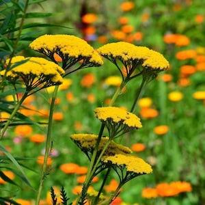 YELLOW YARROW Seeds - Achillea Filipendulina / Milfoil / Thousandleaf / Stenchgrass / Filler Dried Cut Flower Parkers Variety Yarrow Seeds