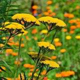 YELLOW YARROW Seeds - Achillea Filipendulina / Milfoil / Thousandleaf / Stenchgrass / Filler Dried Cut Flower Parkers Variety Yarrow Seeds