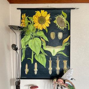 Vintage SUNFLOWER school chart Jung Koch Quentell poster BOTANICAL flower helianthus