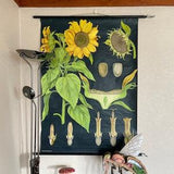 Vintage SUNFLOWER school chart Jung Koch Quentell poster BOTANICAL flower helianthus