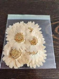 Real Pressed Flowers Crafts Scrapbooking - NEW - Daisies #24