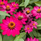 Pink flower "Zinnia Profusion for the garden. 50 Seeds