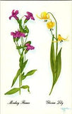 Postcard Monkey Flower Glacier Lily by Harrison R Crandall Grand Tetons