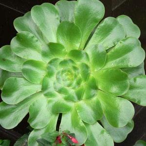 Aeonium undulatum seeds, Stalked Aeonium , Stunning Evergreen Succulent, Rare Succulent Species