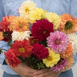 Dahlia seeds - mix colours