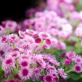 100 seeds Ageratum (Ageratum Mexicanum Pink)