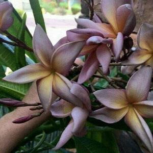 No 204 Plumeria Frangipani Tempelbaum Seeds Rar Rare 1 Seed Zaden Duftpflanze Seeds