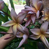 No 204 Plumeria Frangipani Tempelbaum Seeds Rar Rare 1 Seed Zaden Duftpflanze Seeds