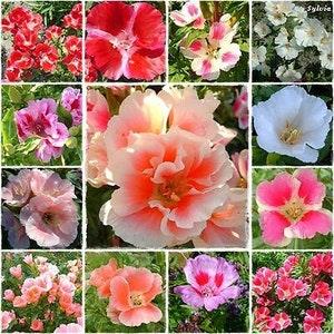 Godetia Monarch Mixed - 2000 seeds - CLARKIA AMOENA - Godetia Grandiflora