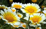 Daisy Seeds, Garland Daisy, Crown Daisies, Heirloom Wildflower, Perennial, 75ct