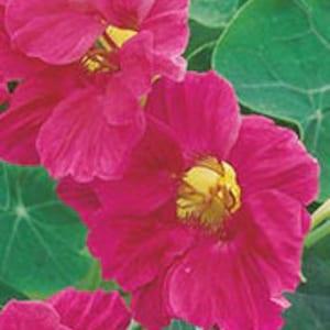Stunning Nasturtium SEEDS "Electric Rose" -- Fast Free US Shipping (15 Seeds) -- Vibrant Deep Dark Rose Pink Blooms