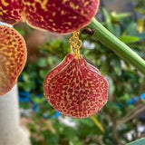 Orange Orchid Flower Earrings, Vanda Orchid Jewelry, Tropical Earrings, Resin Flower Dangle, Floral Earring, Red Spotted Orchid, Orchid Gift
