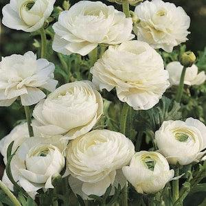 Ranunculus White Tomer corms (Renoncule asiatique) | Beautiful perennial flowers, great for pots, windowboxes, borders - easy to grow