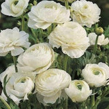 Ranunculus White Tomer corms (Renoncule asiatique) | Beautiful perennial flowers, great for pots, windowboxes, borders - easy to grow